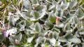 Salix reticulata